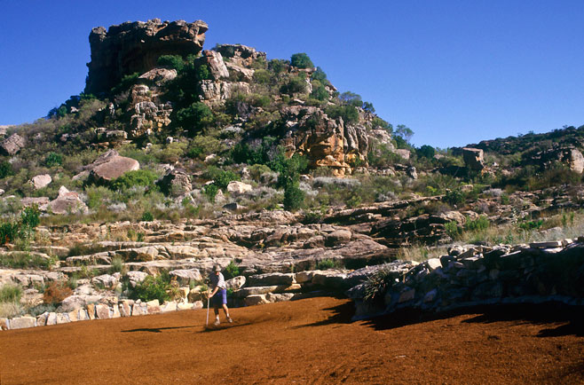 Aspalathus linearis (Rooibos tea)