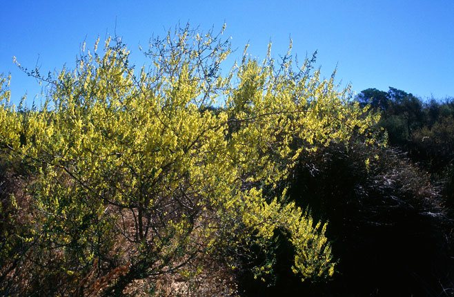Wiborgia obcordata