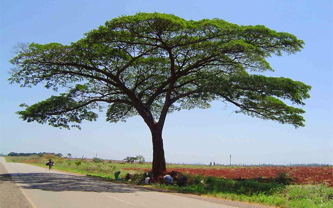 Albizia adianthifolia (Flat-crown albizia)