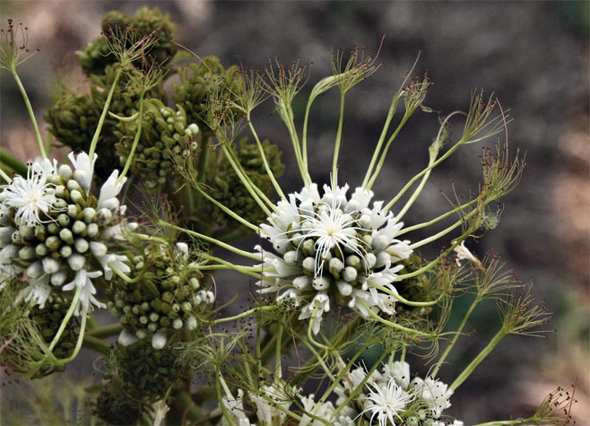 Albizia adianthifolia (Flat-crown albizia)