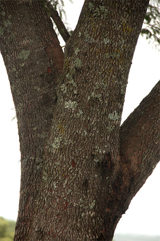 Albizia adianthifolia (Flat-crown albizia)