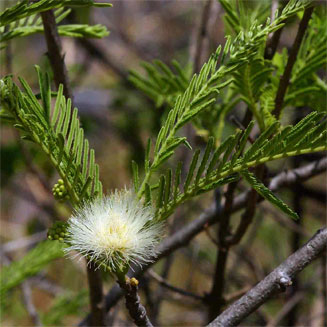 Albizia amara