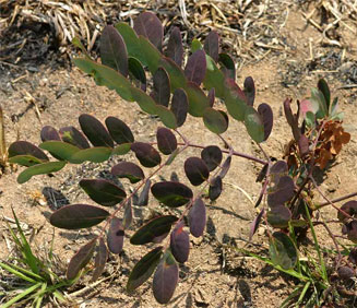 Albizia antunesiana 