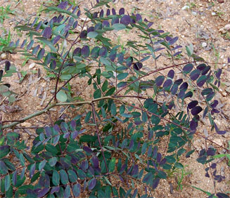 Albizia antunesiana 