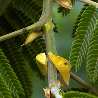 Albizia chinensis