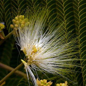 Albizia chinensis