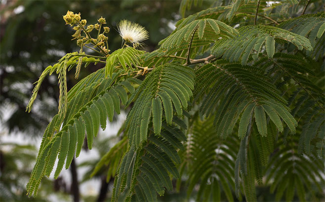 Albizia chinensis