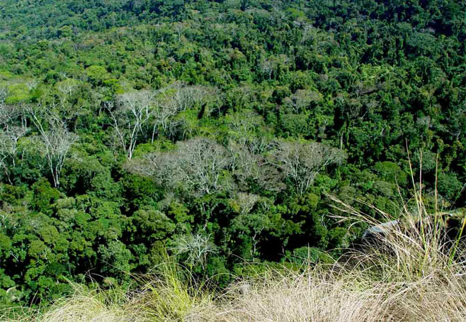Albizia gummifera