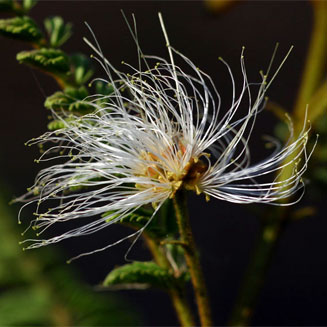 Albizia harveyi 