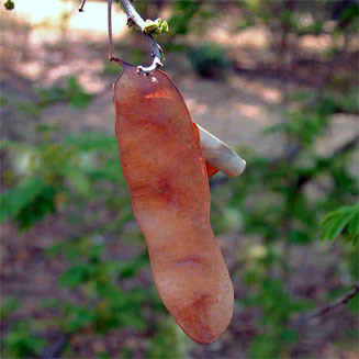 Albizia harveyi 