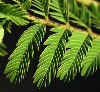 Albizia harveyi 