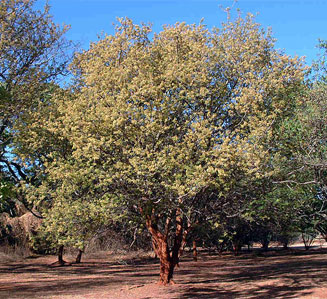 Albizia harveyi 