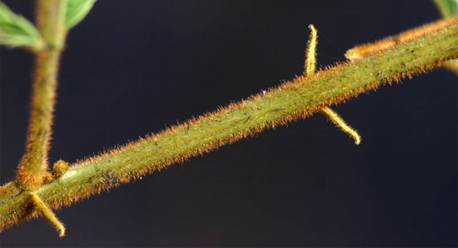 Albizia harveyi 