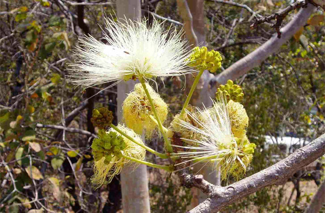 Albizia schimperiana