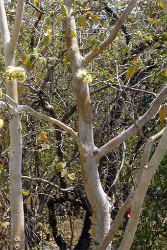 Albizia schimperiana
