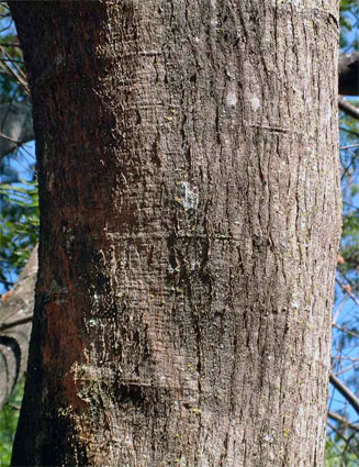 Albizia zimmermannii