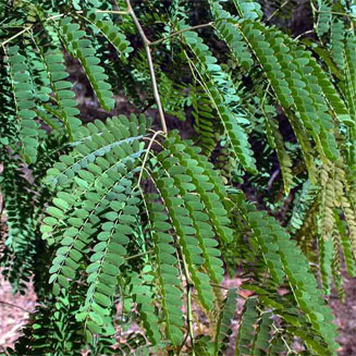 Albizia zimmermannii
