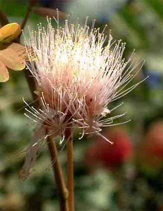Albizia zimmermannii
