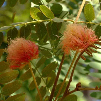 Albizia zimmermannii