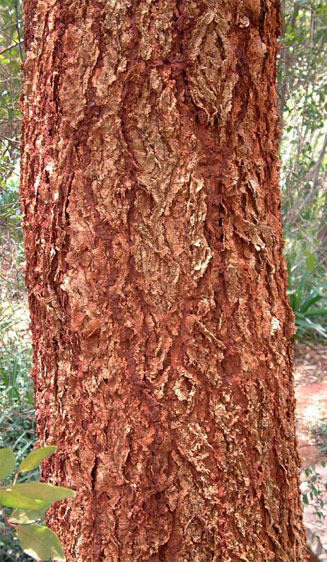 Acacia abyssinica