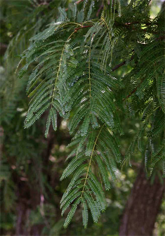 Acacia amythethophylla 