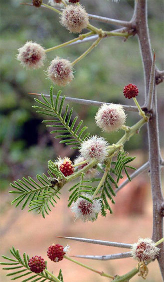 Acacia abyssinicav