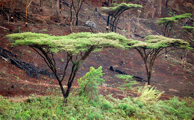 Acacia abyssinica