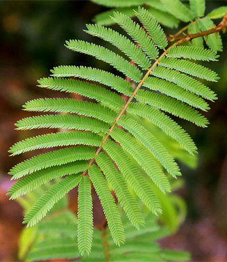Acacia adenocalyx