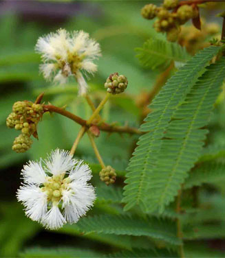 Acacia adenocalyx