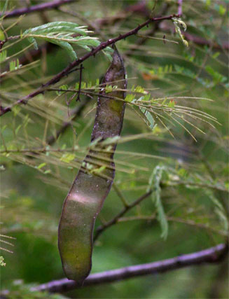 Acacia adenocalyx