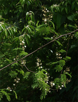 Acacia adenocalyx