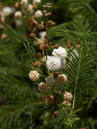 Acacia ataxacantha (Flame thorn)