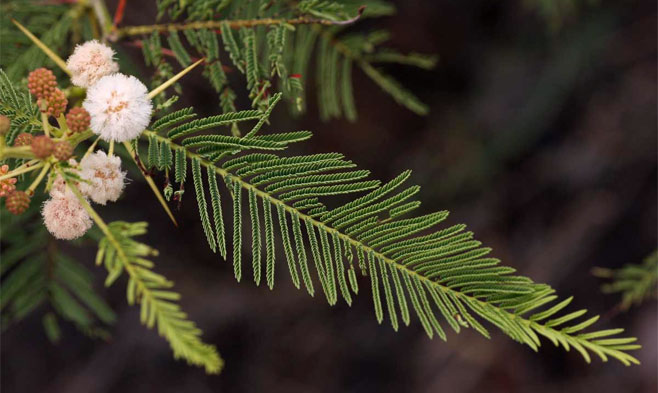 Acacia ataxacantha (Flame thorn)