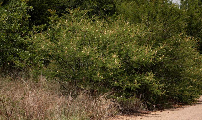 Acacia ataxacantha (Flame thorn)