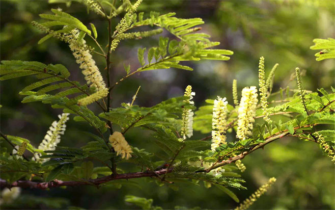 Acacia ataxacantha (Flame thorn)