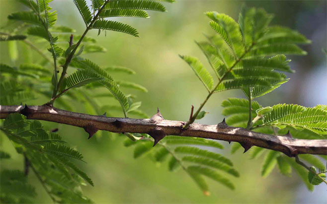 Acacia ataxacantha (Flame thorn)