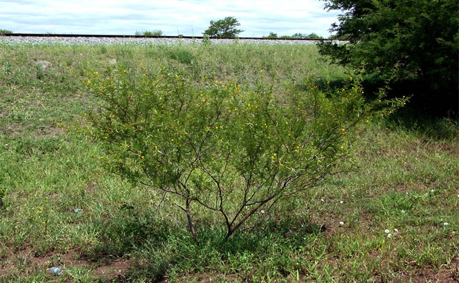 Acacia borleae 