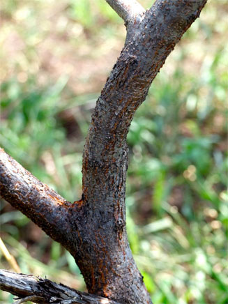 Acacia borleae 