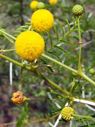 Acacia borleae 