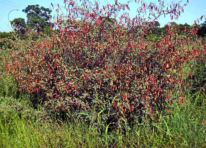 Acacia chariessa