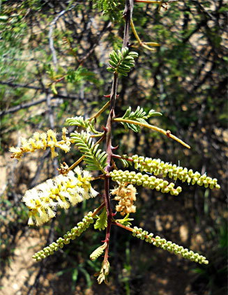 Acacia chariessa