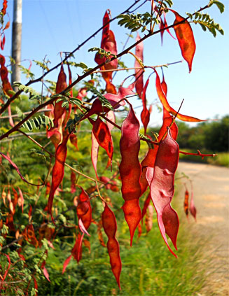 Acacia chariessa