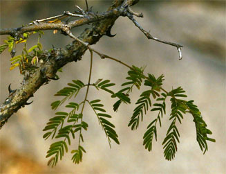 Acacia erubescens (Blue thorn)