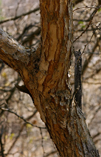 Acacia erubescens (Blue thorn)