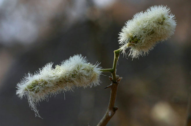 Acacia erubescens (Blue thorn)