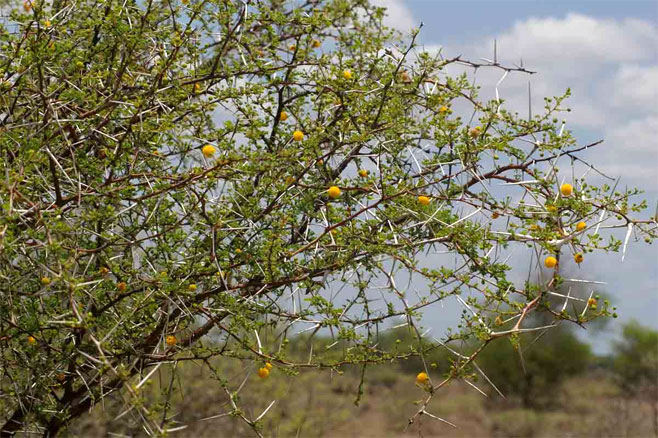 Acacia exuvialis 