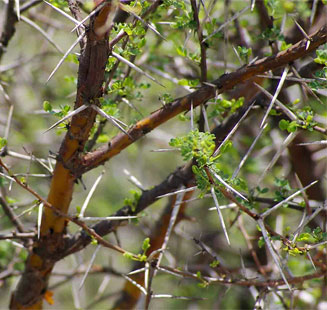 Acacia exuvialis 