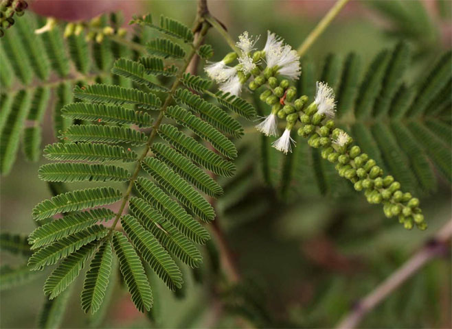 Acacia fleckii 