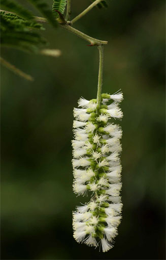 Acacia fleckii 