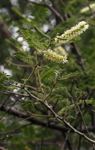 Acacia fleckii 